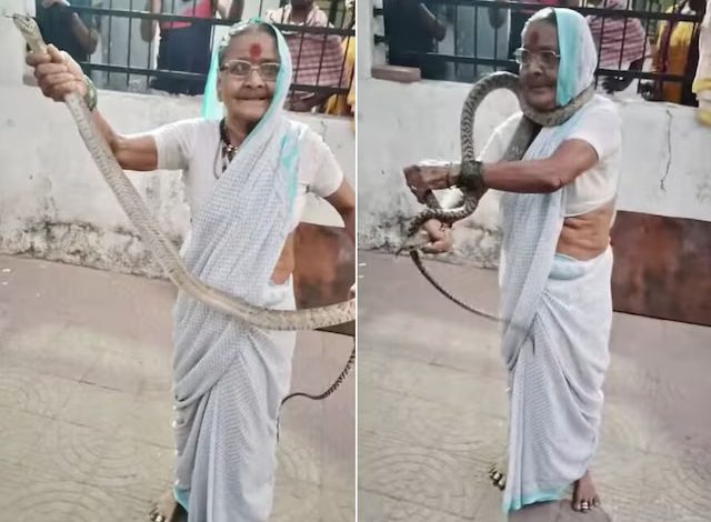 70-year-old woman caught a poisonous snake without any fear, viral video created a stir on social media