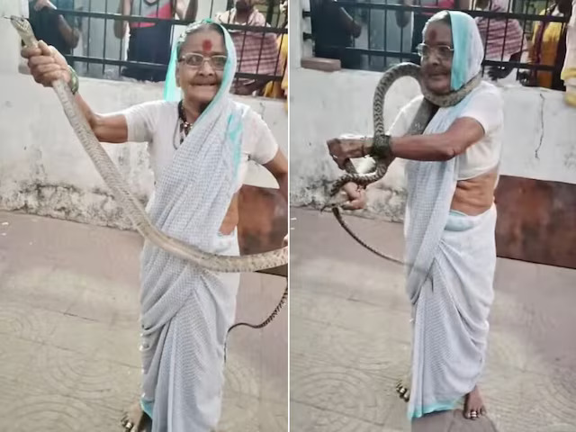 70-year-old woman caught a poisonous snake without any fear, viral video created a stir on social media