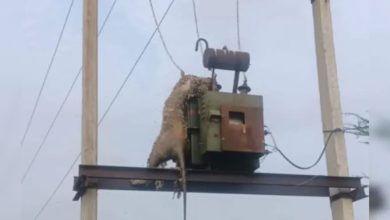 Rajasthan: Transformer became fatal for panther, hunting peacock became a deadly mission