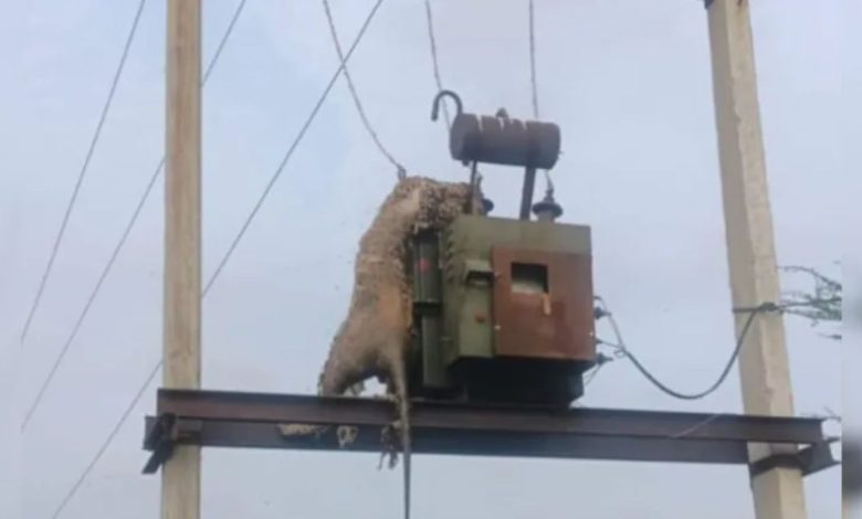 Rajasthan: Transformer became fatal for panther, hunting peacock became a deadly mission
