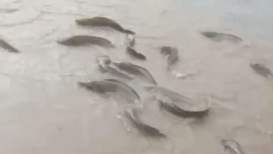 Rajasthan Rain: Floods in Rajasthan have created havoc, cities have turned into seas, fishes are seen swimming on the roads