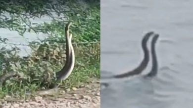 Snake Dance Viral Video: Dhaman snakes waving in the fields of Rajasthan, the video created a stir on the internet