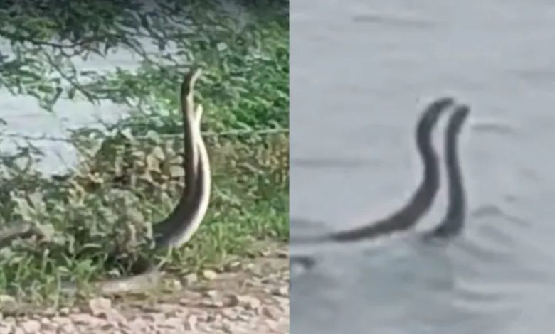 Snake Dance Viral Video: Dhaman snakes waving in the fields of Rajasthan, the video created a stir on the internet