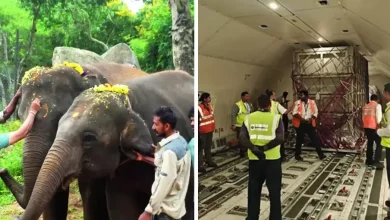 Bannerghatta Biological Park: Elephants took a 'first class' flight, straight from Bangalore to Japan! India will get leopards and jaguars in return, the park created history