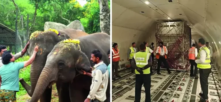 Bannerghatta Biological Park: Elephants took a 'first class' flight, straight from Bangalore to Japan! India will get leopards and jaguars in return, the park created history