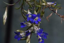 New hope for endangered plants in Uttarakhand, Forest Department started restoration plan