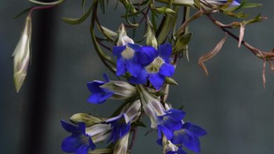 New hope for endangered plants in Uttarakhand, Forest Department started restoration plan