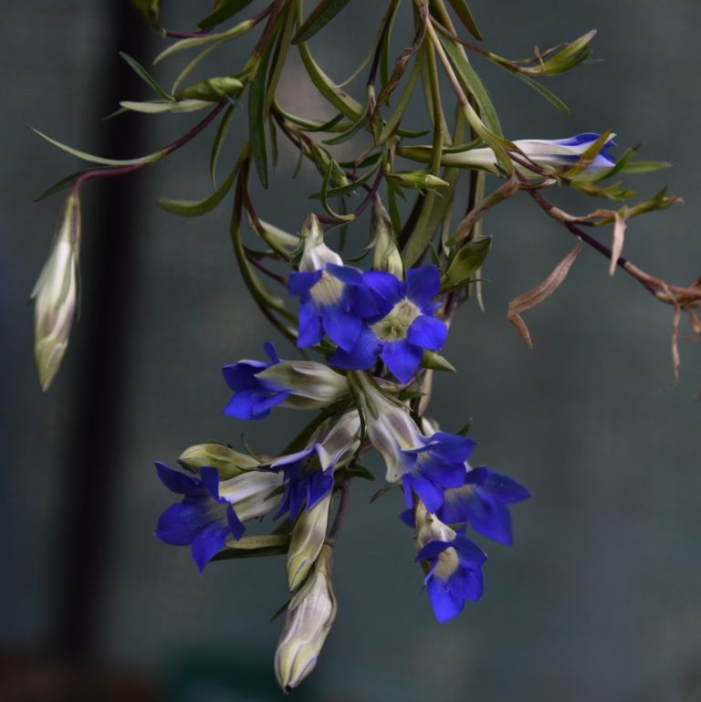 New hope for endangered plants in Uttarakhand, Forest Department started restoration plan