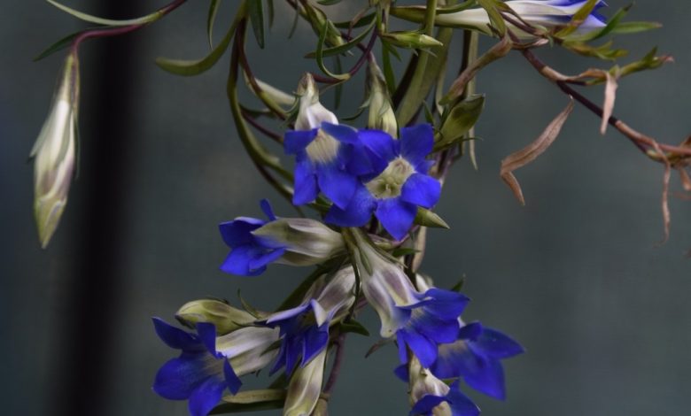New hope for endangered plants in Uttarakhand, Forest Department started restoration plan