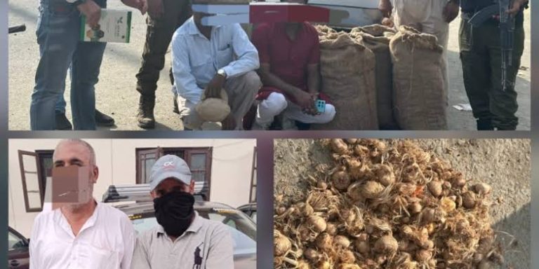 Saffron Smuggling J&K: Four people arrested in Avantipora for smuggling saffron seeds from Jammu and Kashmir