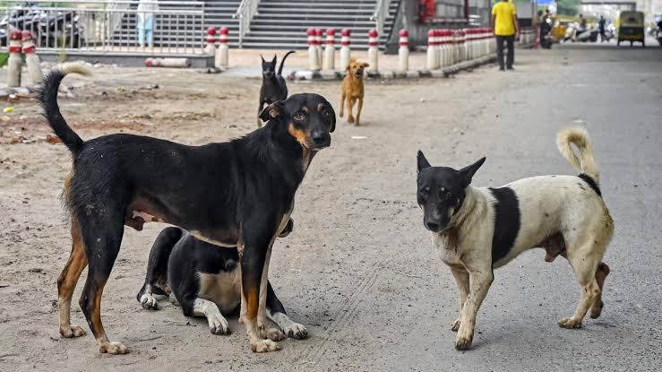 Stray Dogs Issue: Supreme Court reserves decision on stray dogs, questions raised on Municipal Corporation, SG - most are victims