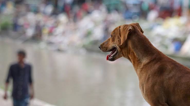 Stray Dogs Issue: 71% people supported the Supreme Court order, 24% opposed… survey reveals