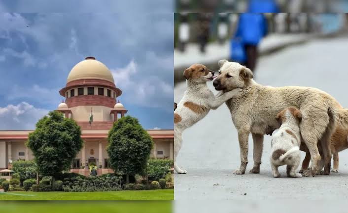 Delhi Stray Dogs: SC found a middle path on stray dogs, relief to lovers and scared people