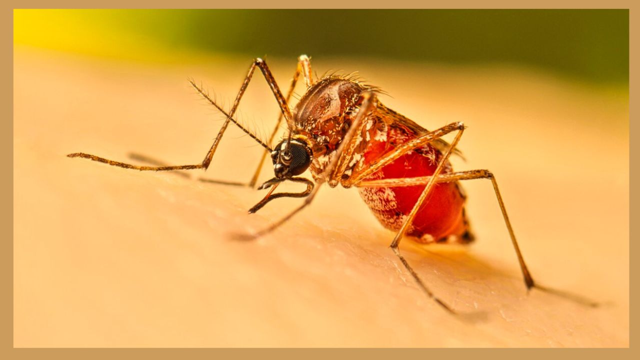 Dengue Food Treatment: खाने की इन चीजों से जल्दी ठीक होगा डेंगू, प्लेटलेट्स बढ़ाने और जल्दी रिकवरी में करेगा मदद