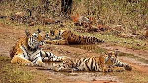 Uttar Pradesh News: What happened in Dudhwa Tiger Reserve that created a stir, officials were left helpless