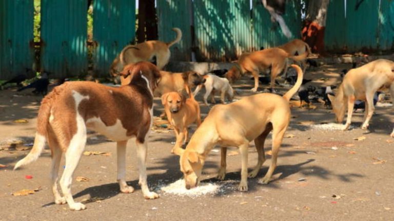 Rajasthan Dog Policy: Dogs will get relief in Rajasthan, the government has implemented a 13-point dog policy