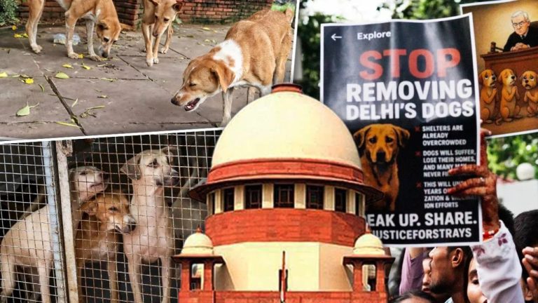 supreme-court-dog