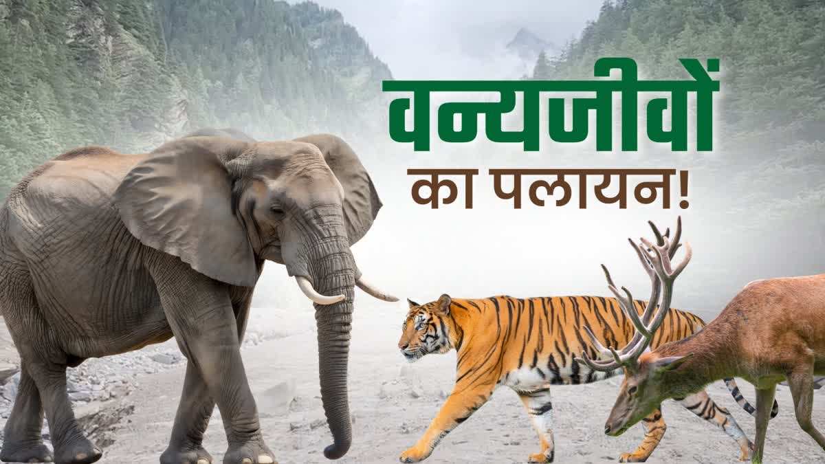 Rain wreaks havoc in Uttarakhand's forests, leading to wildlife migration and the growing threat of human-forest conflict.
