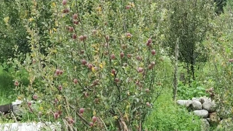 Apple farmers in Uttarkashi disaster get big relief, government announces MSP apple purchase