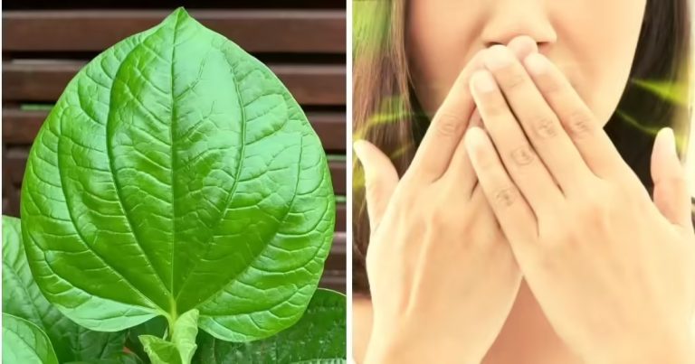 Betel Leaf Health Benefits: Chew this 1 leaf after eating, stomach will remain healthy and weight will also reduce Betel Leaf Health Benefits: Due to today's busy life and excess of junk food, stomach problems have become common. But with some natural remedies we can keep our digestive system healthy. Chewing just one leaf after eating helps to relax your stomach and improve digestion. This method is simple, natural and without any side effects.