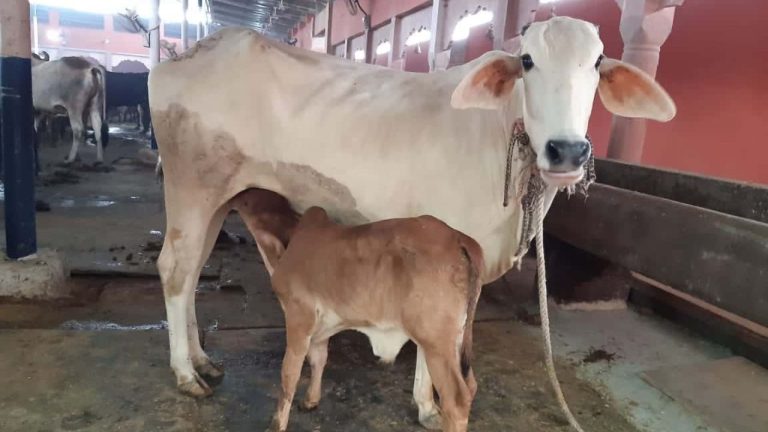 significhanchai of gau daan: mrtyu se pahale gau daan kyon hai anivaary? garud puraan mein vaitaranee nadee aur moksh ka rahasy significhanchai of gau daan: hindoo dharm shaastron, visheshakar garud puraan mein manushy ke janm se lekar mrtyu aur usake baad kee paralok yaatra ka vistaar se varnan milata hai. is granth ke anusaar mrtyu ke baad aatma ko yamalok kee or ek atyant kathin aur peedaadaayak maarg se gujarana padata hai. is maarg mein anek kasht, bhay aur yaatanaen aatma kee pareeksha letee hain. vaitaranee nadee: sabase bhayaavah padaav garud puraan ke anusaar yamalok kee yaatra mein aatma ko ek bhayaanak nadee paar karanee hotee hai, jise vaitaranee nadee kaha gaya hai. yah nadee rakt, mavaad aur gandagee se bharee bataee gaee hai, jisamen bhayankar jeev-jantu nivaas karate hain. paap karm karane vaalee aatmaon ko is nadee ko tairakar paar karana padata hai, jo asahaneey peeda ka kaaran banata hai. gau daan ka aadhyaatmik mahatv shaastron mein bataaya gaya hai ki jo vyakti jeevanakaal mein ya mrtyu se theek pahale shraddha aur vidhi-vidhaan se gau daan karata hai, use vaitaranee nadee paar karane mein vishesh sahaayata milatee hai. aisee maanyata hai ki daan kee gaee gaay vaitaranee nadee ke tat par upasthit rahatee hai aur aatma us gaay kee poonchh pakadakar saralata se nadee paar kar letee hai. gaay mein devataon ka vaas sanaatan parampara mein gaay ko ‘gau maata’ kaha gaya hai. shaastron ke anusaar gaay ke shareer mein 33 koti devee-devataon ka vaas hota hai. isee kaaran gau daan ko sabhee daanon mein shreshth maana gaya hai. yah na keval puny pradaan karata hai, balki vyakti ke anajaane mein kie gae paapon ka bhee praayashchit karata hai. gau daan se milane vaale pramukh laabh kashton se mukti: mrtyu ke samay hone vaale shaareerik aur maanasik kasht kam hote hain. yamalok maarg mein sugamata: bhookh, pyaas aur bhay jaise kashton se raahat milatee hai. moksh kee praapti: nisvaarth bhaav se kiya gaya gau daan aatma ko sadgati aur moksh kee or le jaata hai. gau daan kee sahee vidhi garud puraan ke anusaar daan hamesha supaatr ko dena chaahie. daan kee gaee gaay svasth aur doodh dene vaalee ho to shreshth maana jaata hai. yadi vaastavik gaay ka daan sambhav na ho, to usake prateek svaroop svarn gaay ya nakad daan bhee phaladaayee maana gaya hai. daan ke samay man, vachan aur karm kee shuddhata aavashyak hai. dischlaimair: is lekh mein dee gaee jaanakaaree dhaarmik granthon aur maanyataon par aadhaarit hai. isaka uddeshy keval saamaany soochana dena hai. 2,084 Significance of Cow Donation: Why is donating a cow before death considered essential? The secret of the Vaitarani River and liberation in the Garuda Purana