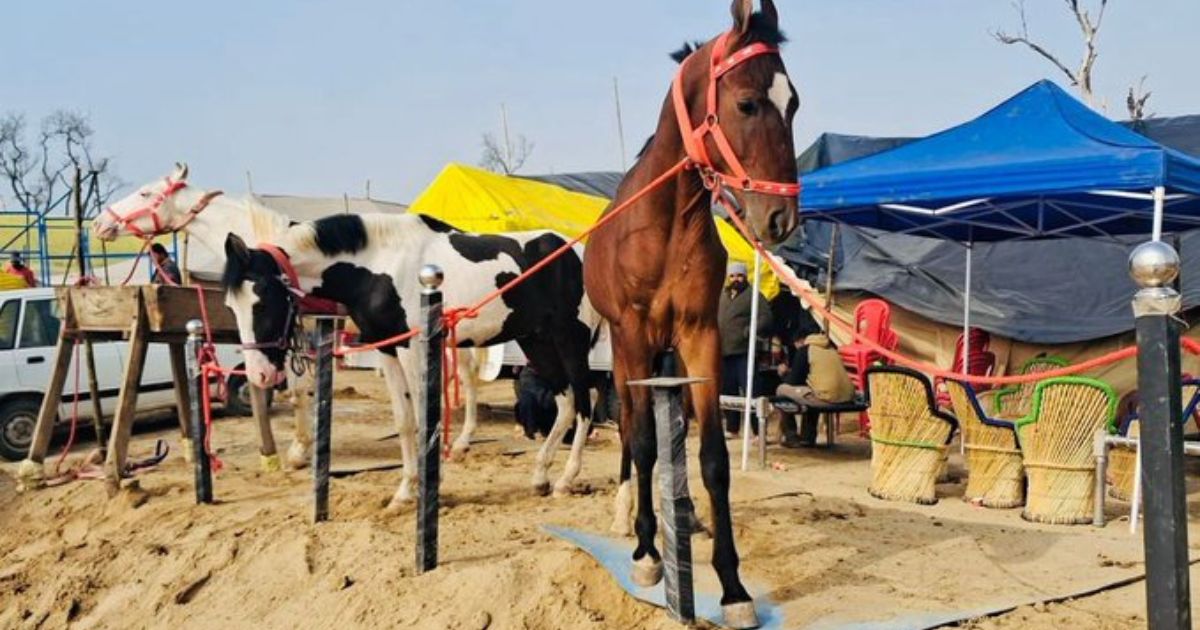 Muktsar Ghoda Mandi