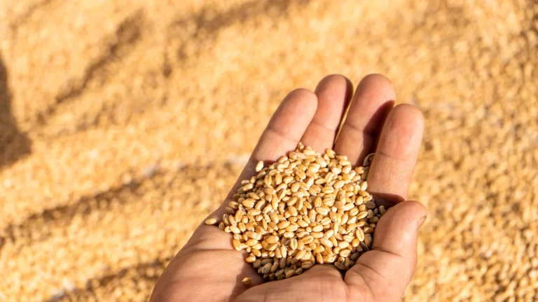 Sona Moti Wheat: Farmers showcasing Sona Moti Wheat grains in an organic farm field