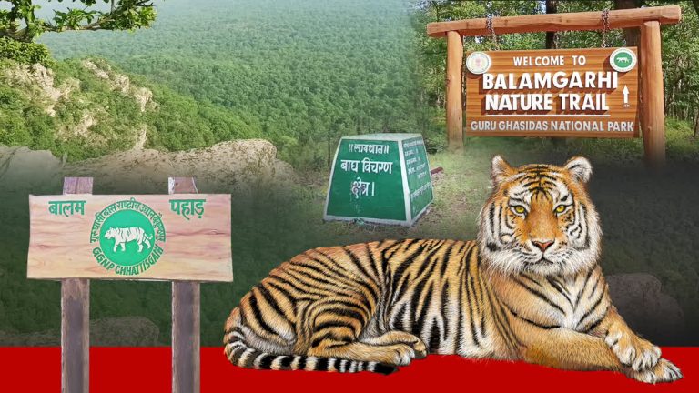 Tiger captured in Guru Ghasidas-Tamor Pingla Tiger Reserve during International Tiger Day 2026 conservation campaign.