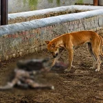 Cow Shelter Negligence: Koda Shamshabad temporary cow shelter showing poor conditions and cattle suffering due to alleged lack of food, water and care