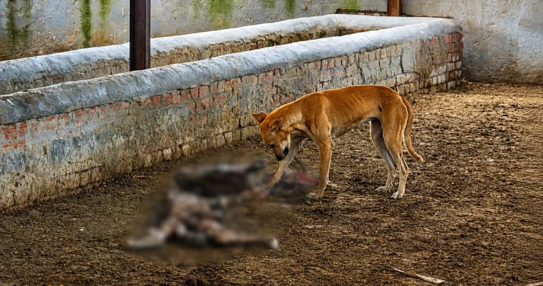 Cow Shelter Negligence: Koda Shamshabad temporary cow shelter showing poor conditions and cattle suffering due to alleged lack of food, water and care
