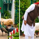 PM Modi Peacock Feeding Video: PM Modi feeding peacocks and Punganur cows at his official residence before leaving for the Red Fort Independence Day ceremony