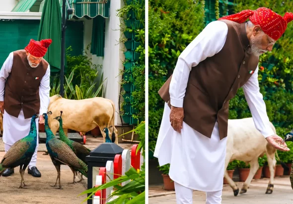 PM Modi Peacock Feeding Video: PM Modi feeding peacocks and Punganur cows at his official residence before leaving for the Red Fort Independence Day ceremony