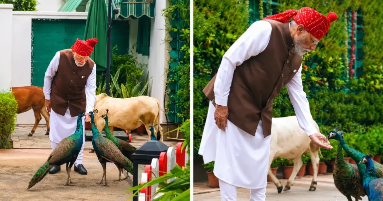 PM Modi Peacock Feeding Video: PM Modi feeding peacocks and Punganur cows at his official residence before leaving for the Red Fort Independence Day ceremony